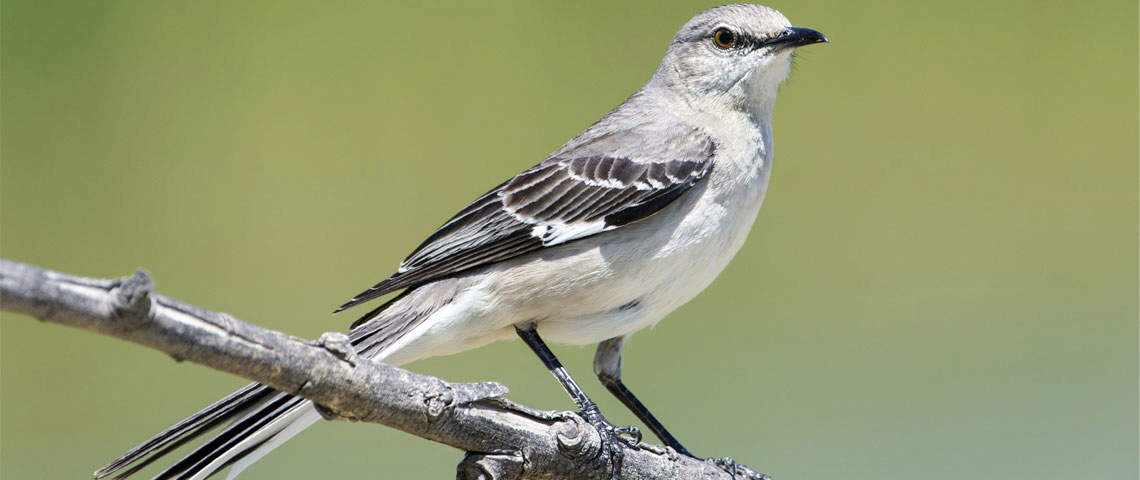 Northern mockingbird perched on a branch, representing the novel's title symbol