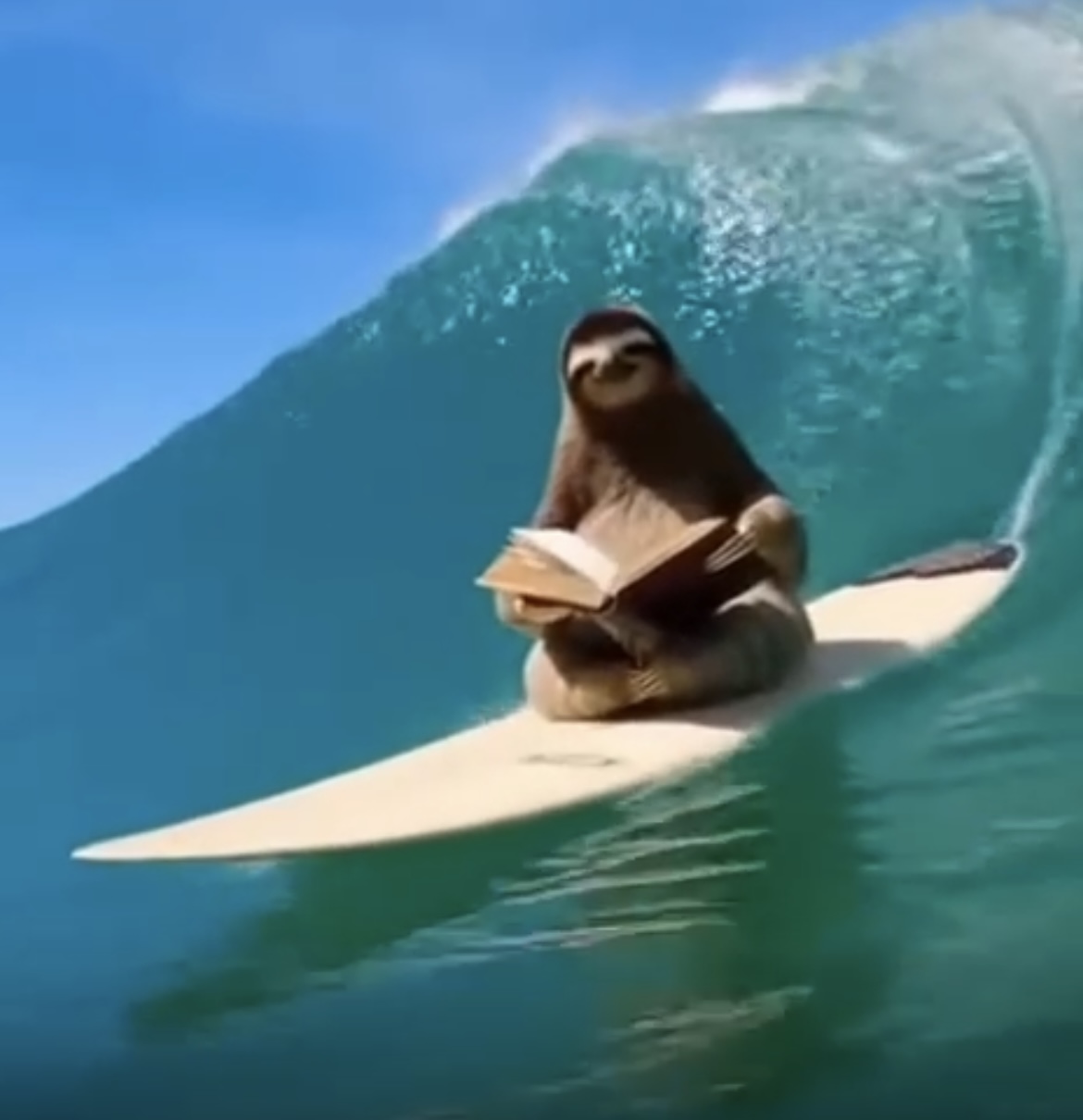 Read20min - Sloth reading on surfboard